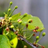 Zašto trešnje otpadaju sa jajnika